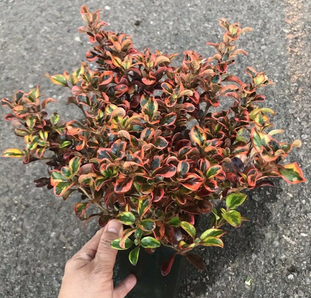 Tequila Sunrise Coprosma Bush Mirror Plant Pre Bonsai Hardy Colorful ...