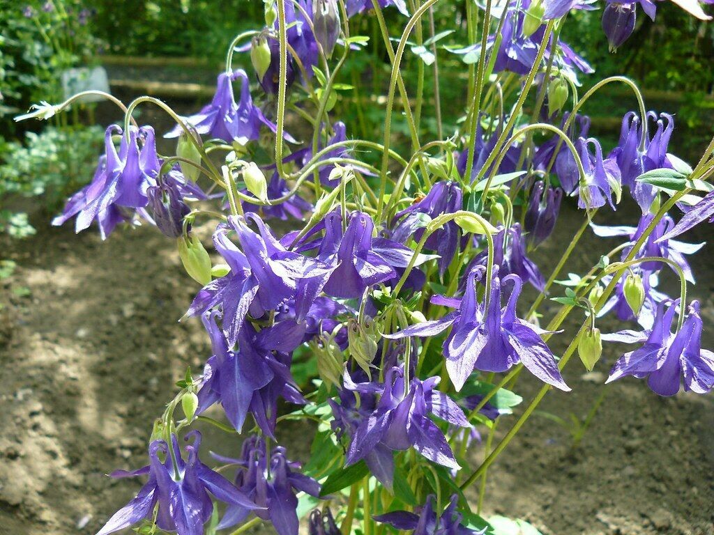 10 Seeds Purple Columbine Aquilegia Vulgaris Seeds & Bulbs