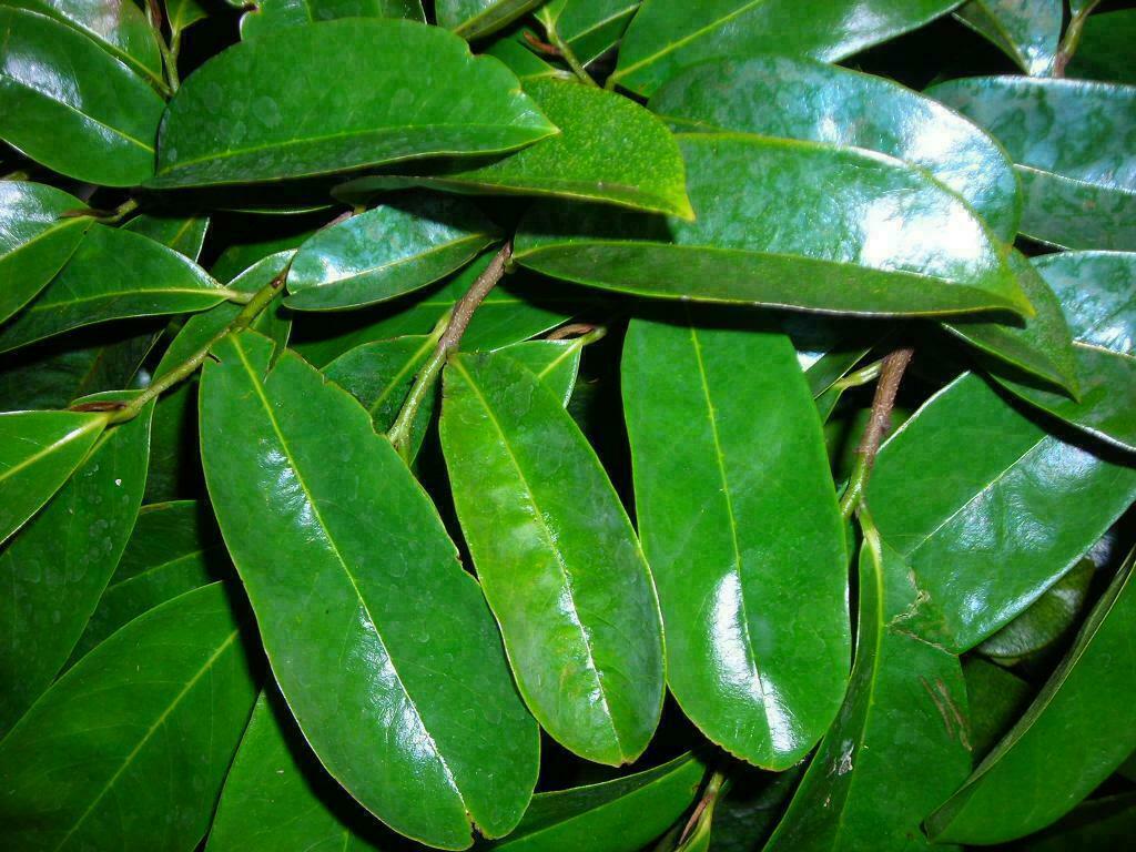 Ceylon Ayurvedic Katu Anoda Annona Muricata Soursop Dried Leaves