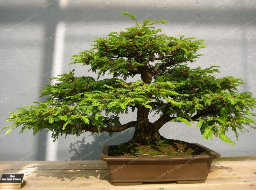 Super 30 Seeds Coast Redwood Bonsai Sequoia Sempervirens Evergreen Plants Tree Seeds 