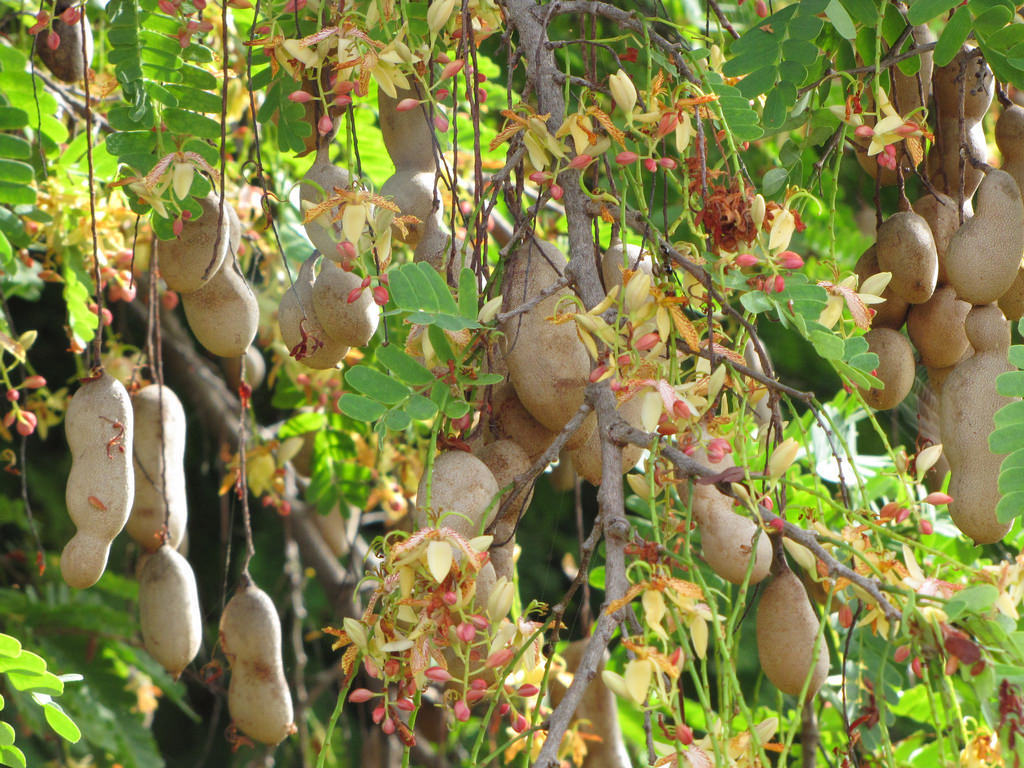 Tamarind tree, Tamarindus indica tropical edible fruit wood bonsai seed