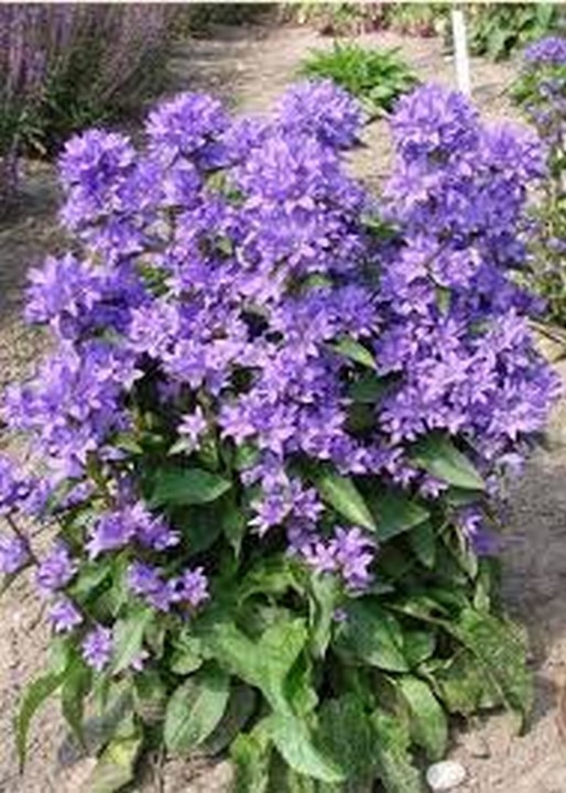 Bellflower Superba Campanula Glomerata 50 Seeds Seeds