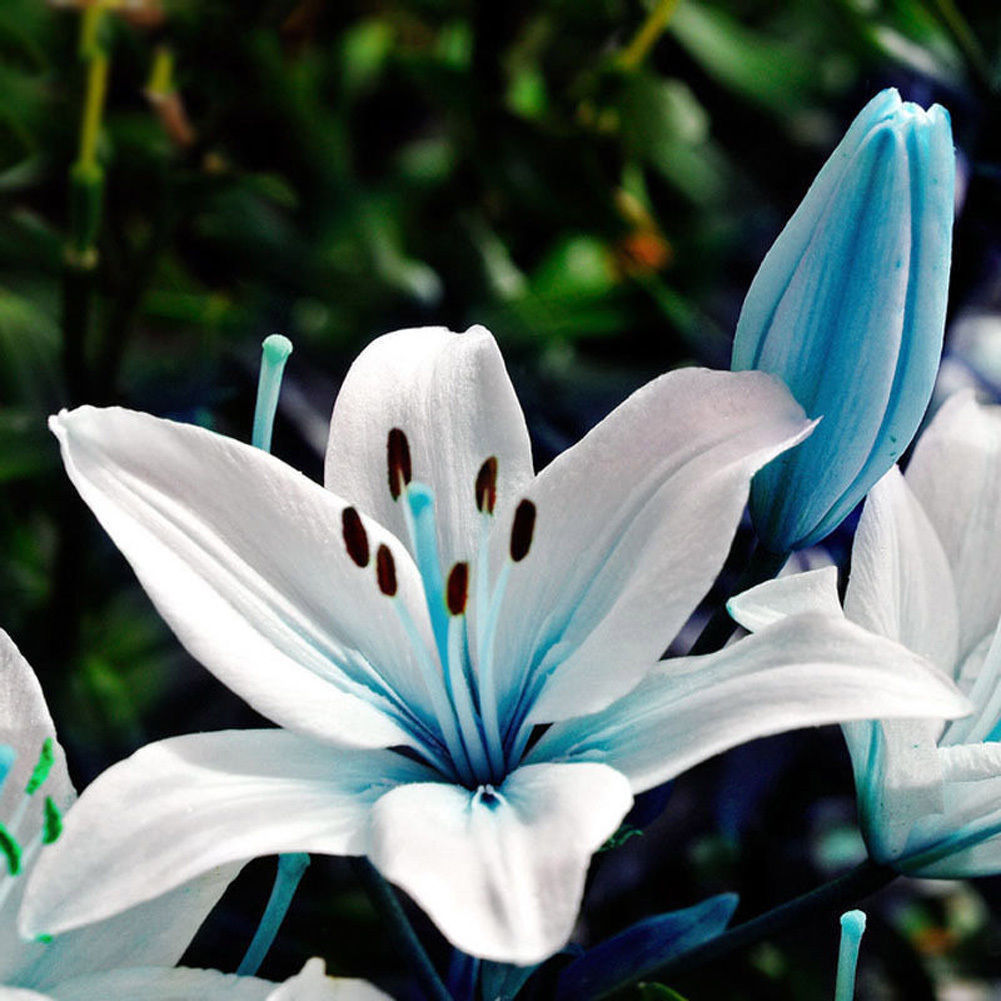 Lily Blue Heart Flower Bulbs (Not Lily Seeds) - 6 Bulbs - RARE - Fast ...