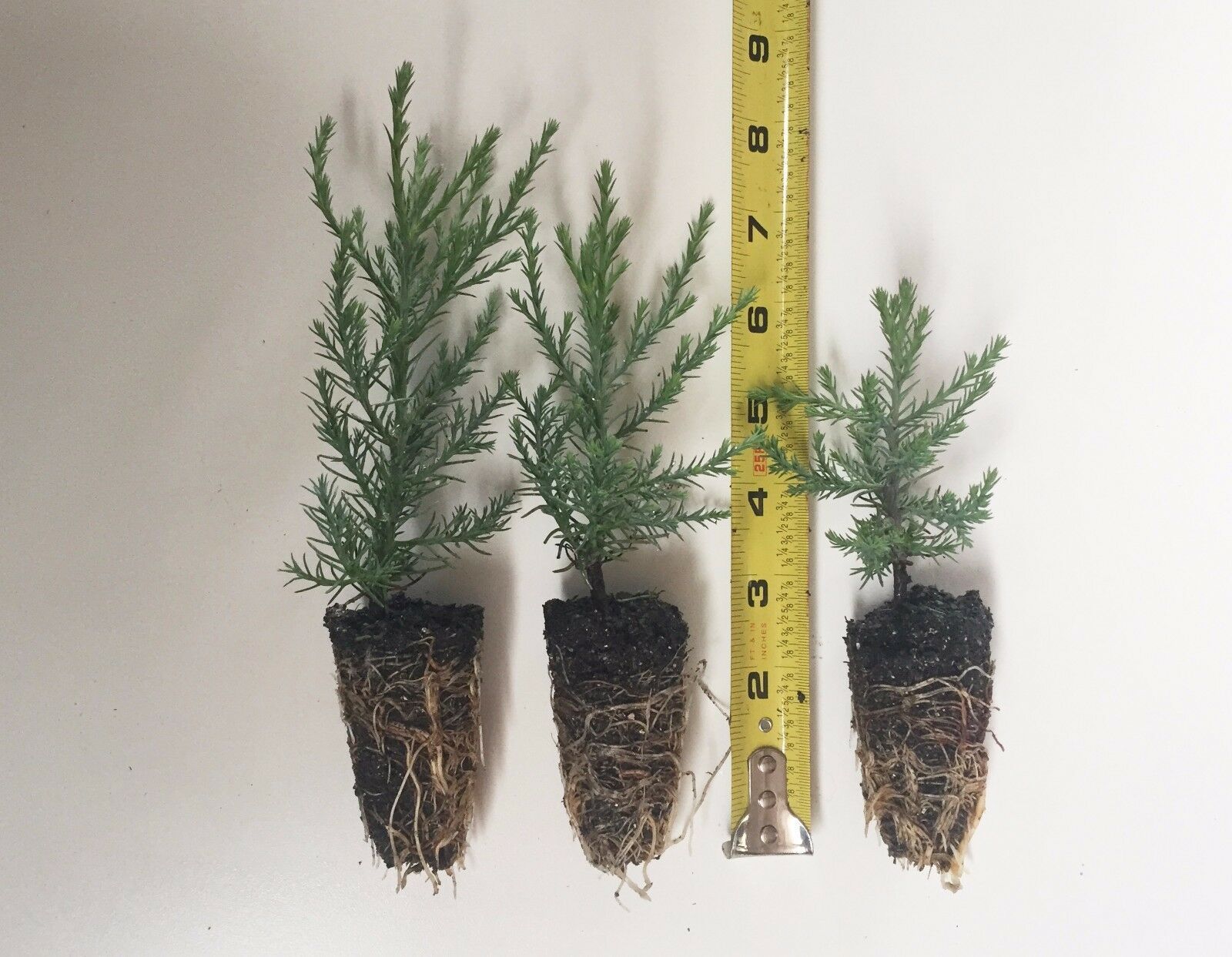 3 Giant Sequoia Trees California Redwood Potted 3" 5" Tall