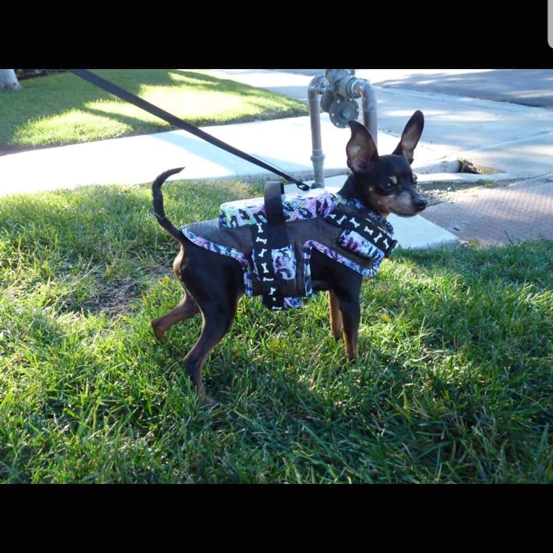 coyote vest for dogs