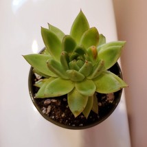 Live Succulent in Ceramic Planter, 4 inch Pot, Echeveria Agavoides Houseplant image 4