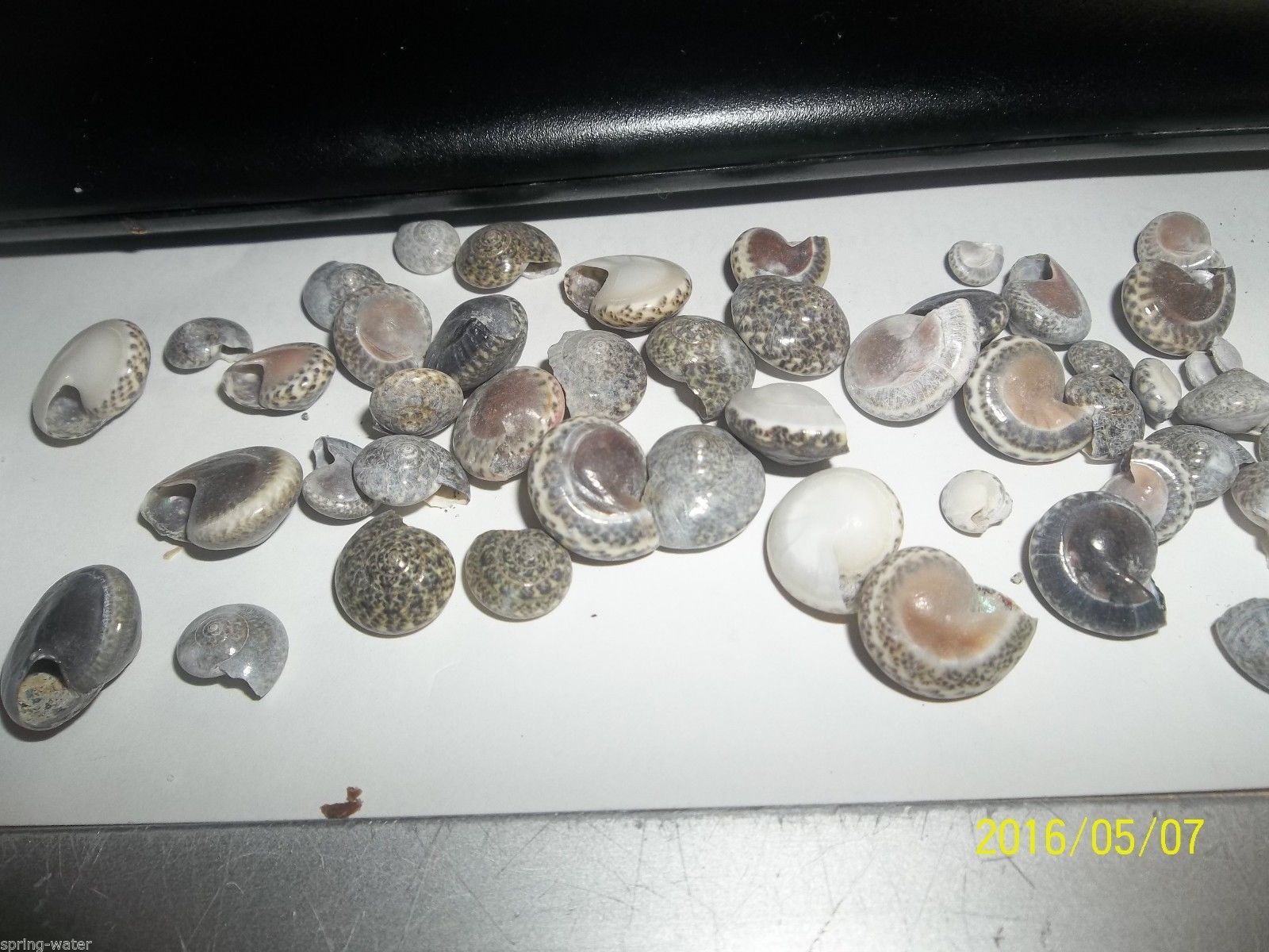 Primary image for Ocean sea shell lot Black Umbonium approx 4 oz tiny S119