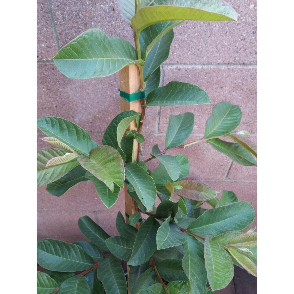 Pink Guavas (Ruby Supreme) Tropical Fruit Trees #STR11 - Plants & Seedlings