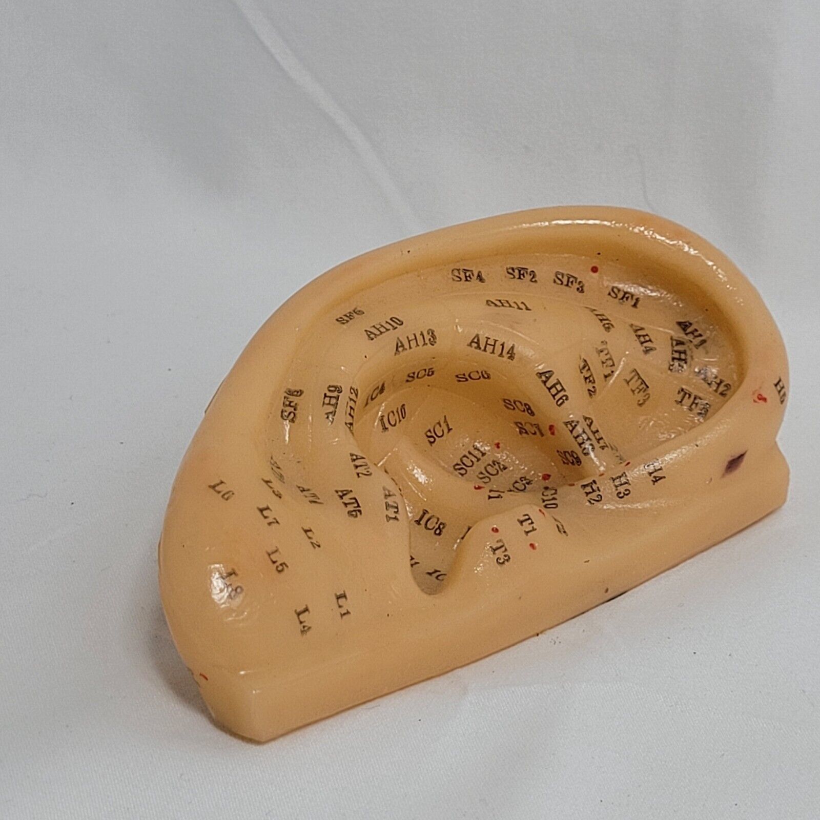 Professional Human Ear Acupuncture Points Model Anatomical Figure Acupuncture Devices 1409