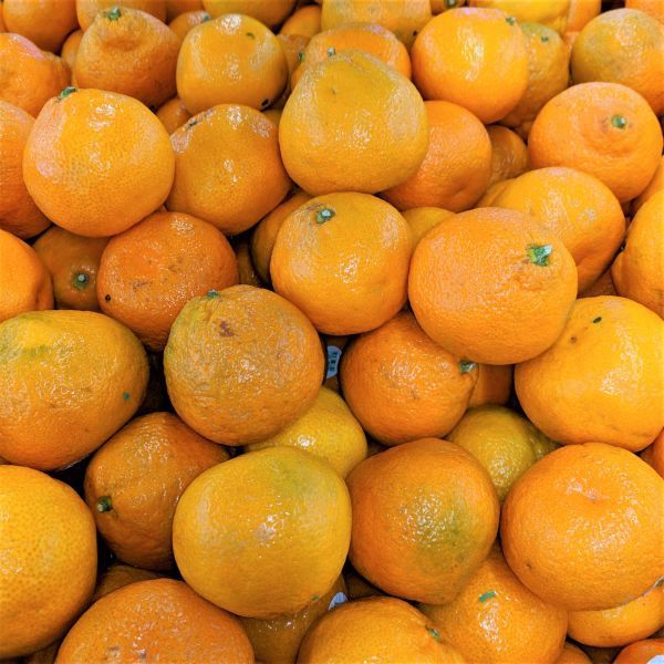 Owari Satsuma Mandarin Orange Tree Real Live Plants Citrus 3"6