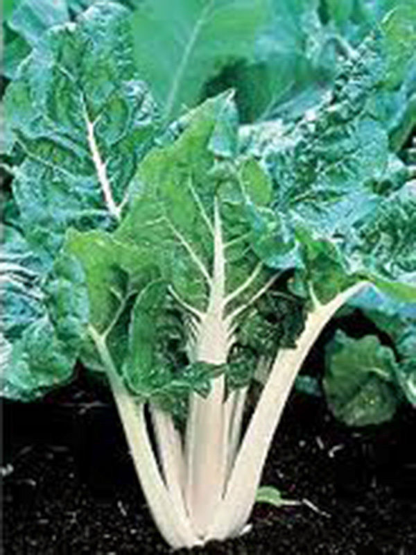 SWISS CHARD, LARGE WHITE RIBBED, HEIRLOOM, ORGANIC 25+SEEDS, TASTY ...