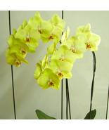 “ 100 PCS Phalaenopsis Orchid Seeds - Mini Type Yellow Flowers GIM” - $13.98