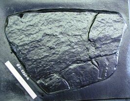 Giant Fieldstone Stepping Stone Mold 24"x28"x3" Make Concrete Wall Rock #GS24283 image 2