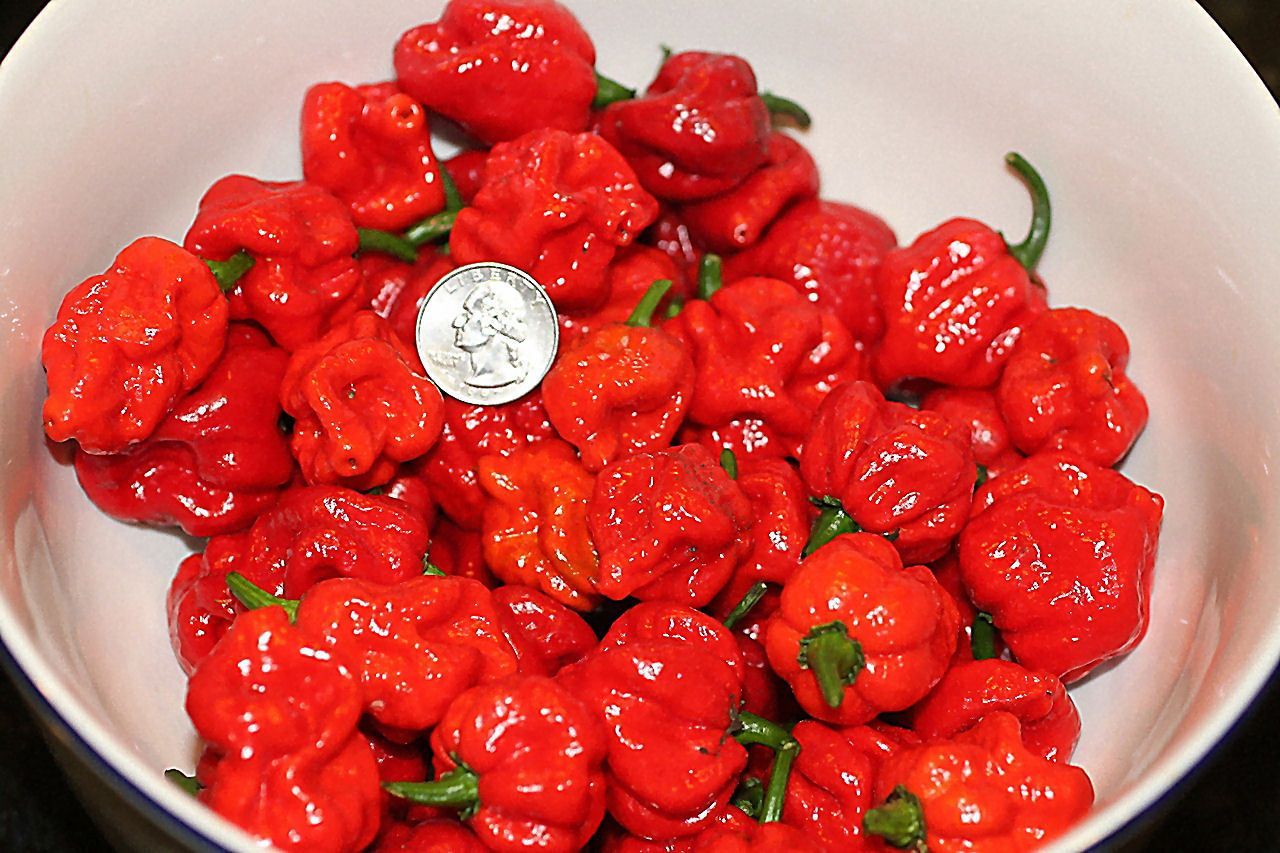 “ 20 SEEDS Trinidad Scorpion Pepper, Worlds Hottest Chilli Seeds GIM “