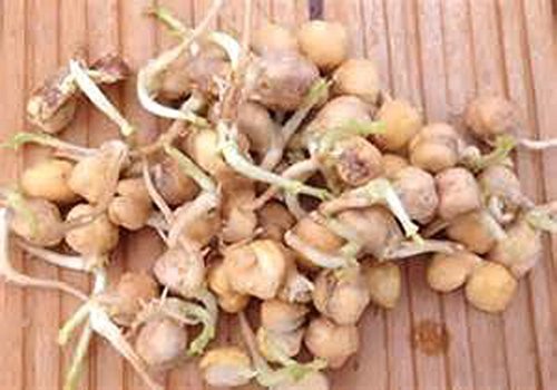 Garbanzo Bean Seed, Microgreen, Sprouting, 10 OZ, Organic Seed, NON GMO - Countr