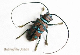 Gift Set Тurquoise Spots Longhorn Sternotomis Real Beetles Entomology Display - $69.99