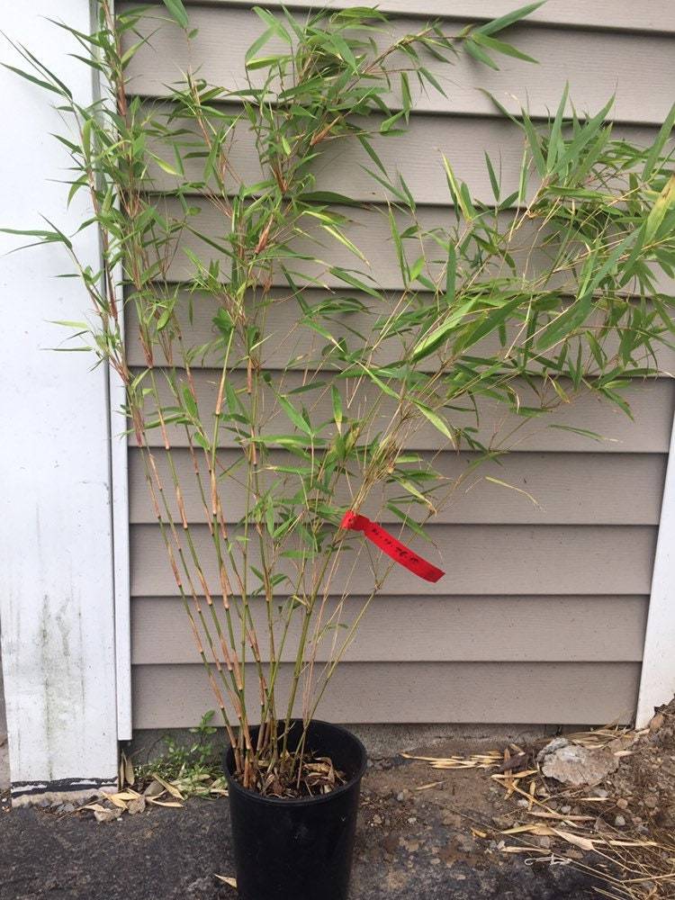 Fargesia 'Rufa' Bamboo - Live Plant - 1 Gallon Pot Size - Non Invasive ...