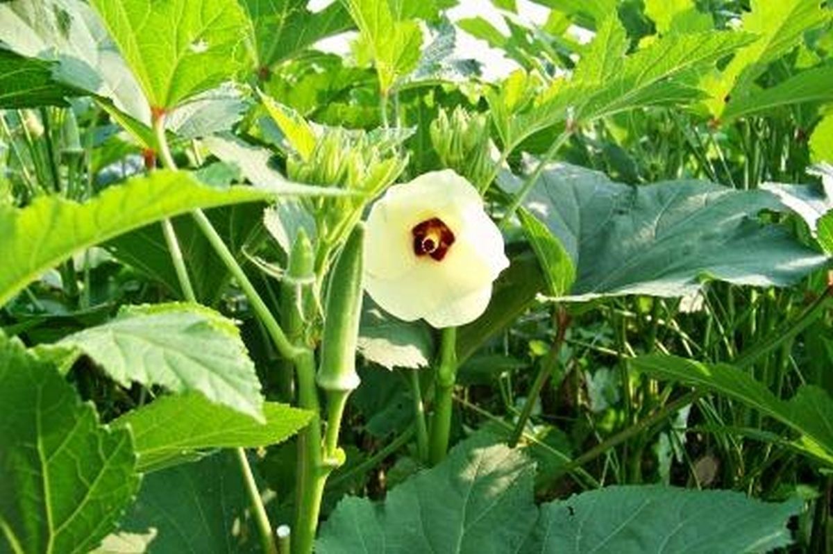 Louisiana Green Velvet Okra Seeds Vegetable Seeds
