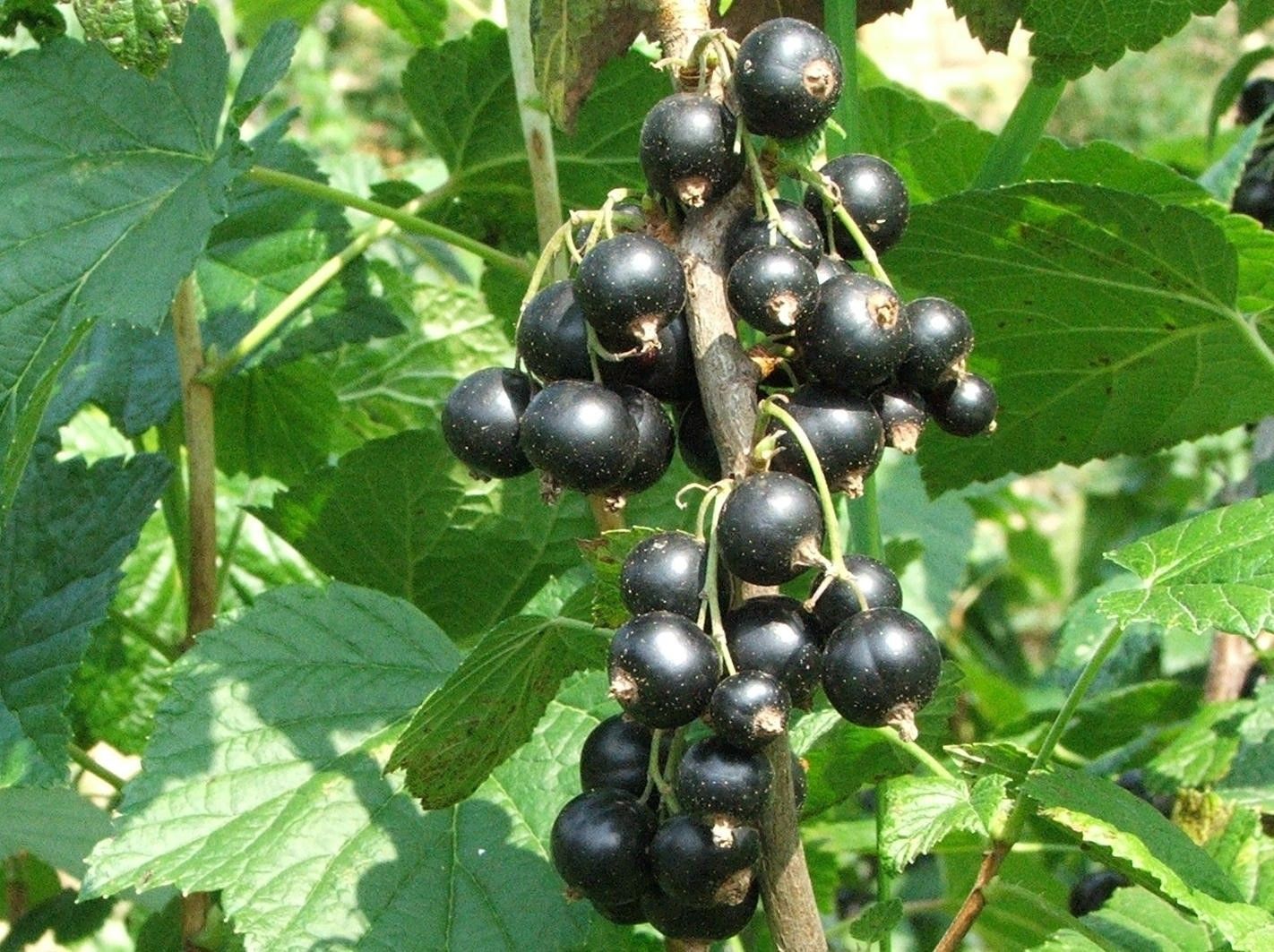 Consort Black CURRANT Ribes Nigrum Bunches Black Juicy Fruit 100 SEEDS