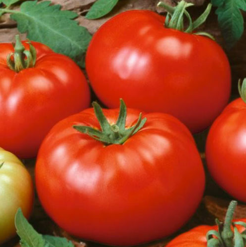 RARE GIANT OXHEART TOMATO HUGE TASTY HEIRLOOM NON-GMO JUICY 1000 SEEDS ...