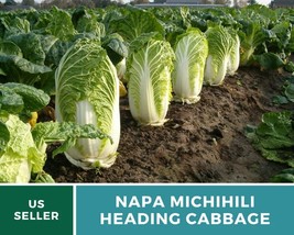 100 Pcs Napa Michihili Heading Cabbage Heirloom Seeds Brassica oleraceaa Seed - $19.48
