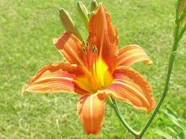 WILD DAYLILY 25 fans/root systems image 5
