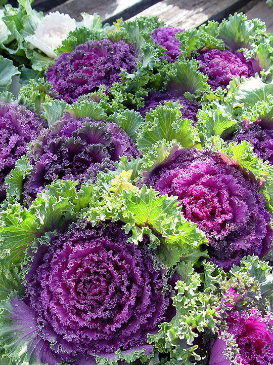 *SEEDS.STORE* 50 Seed Purple Kales Redbor Kale Other Plants, Seeds