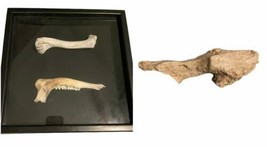 Fossil Taxidermy Framed Mandible Jaw Specimen Art Tyrannosaurus rex Cast image 1