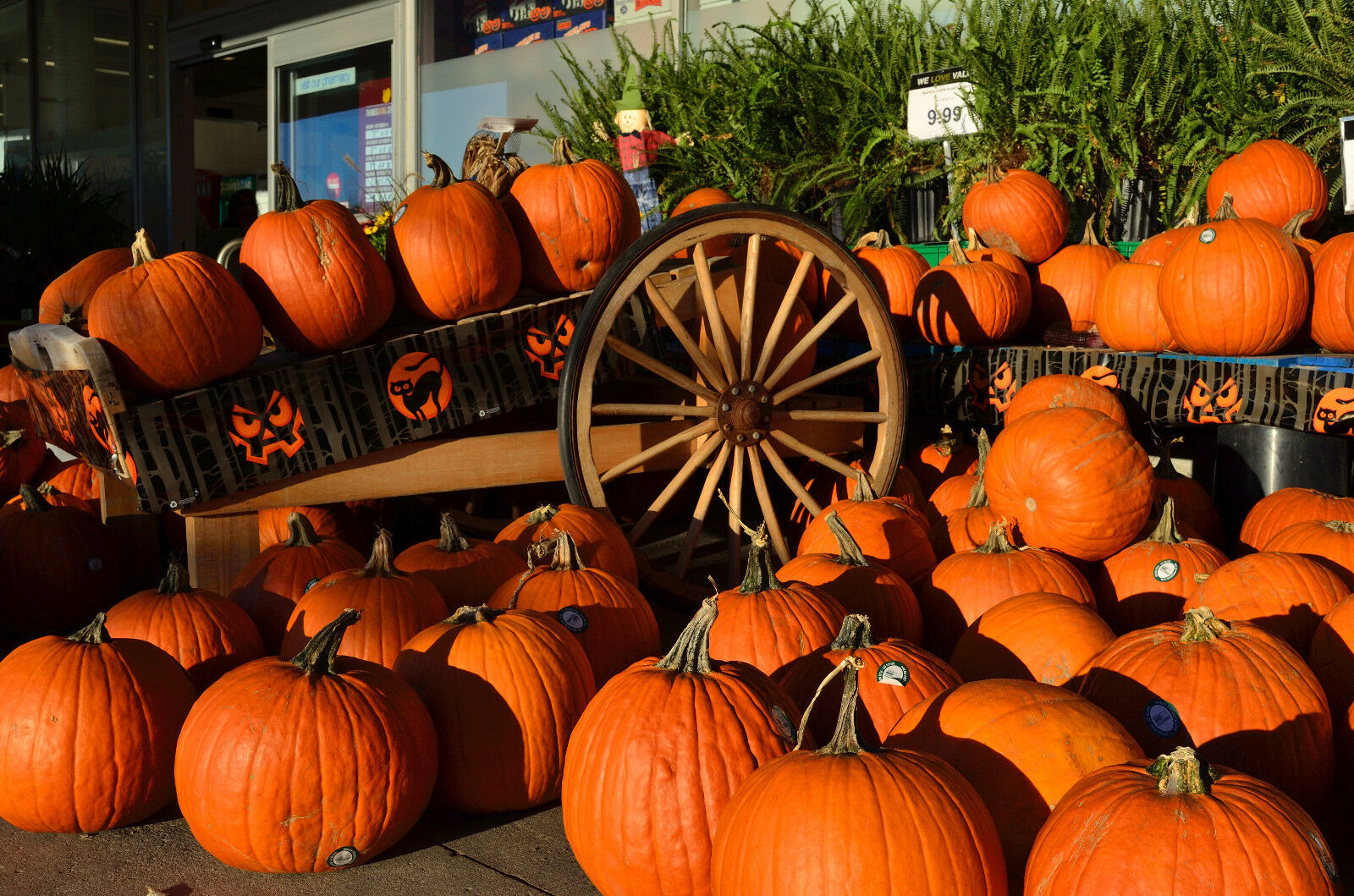 50-seeds-spookie-pumpkin-aka-deep-sugar-pie-pumpkin-cucurbita-pepo