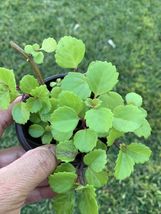 1 Live Plant - Swedish Ivy Plectranthus Australis Potted #HWG13 - $23.99