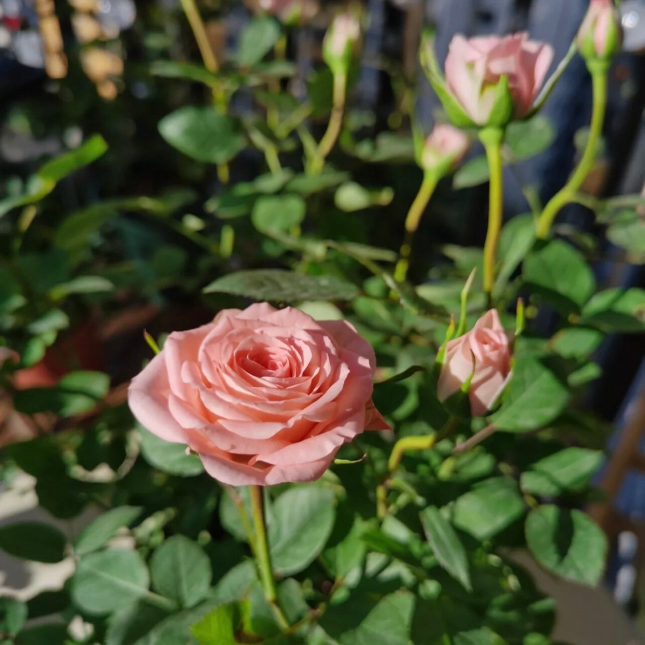 Rose “Cinderella” Bush Light Pink Floribundas Rose Live Plant 4” Pot ...