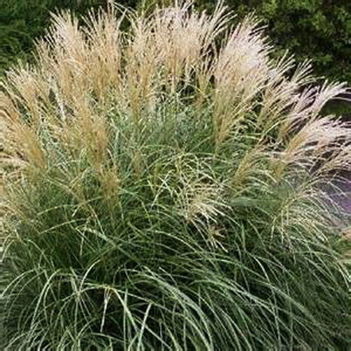 Zebra Grass Miscanthus Sinensis 'zebrinus' Seeds 20 - Ornamental Grasses