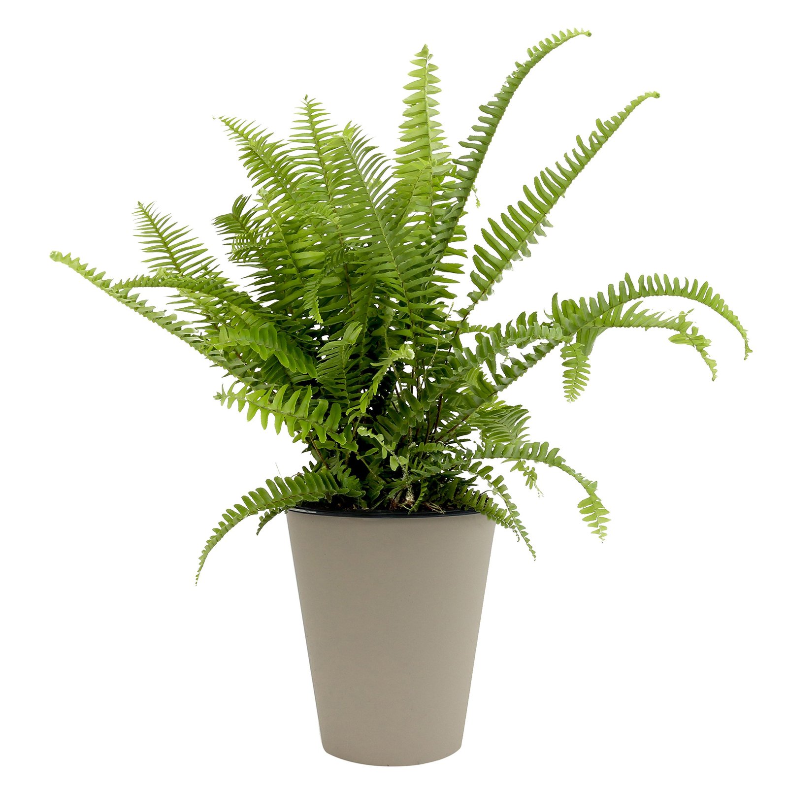 Costa Farms, WaterWick Self-Watering Planter, Premium Live Indoor Fern ...