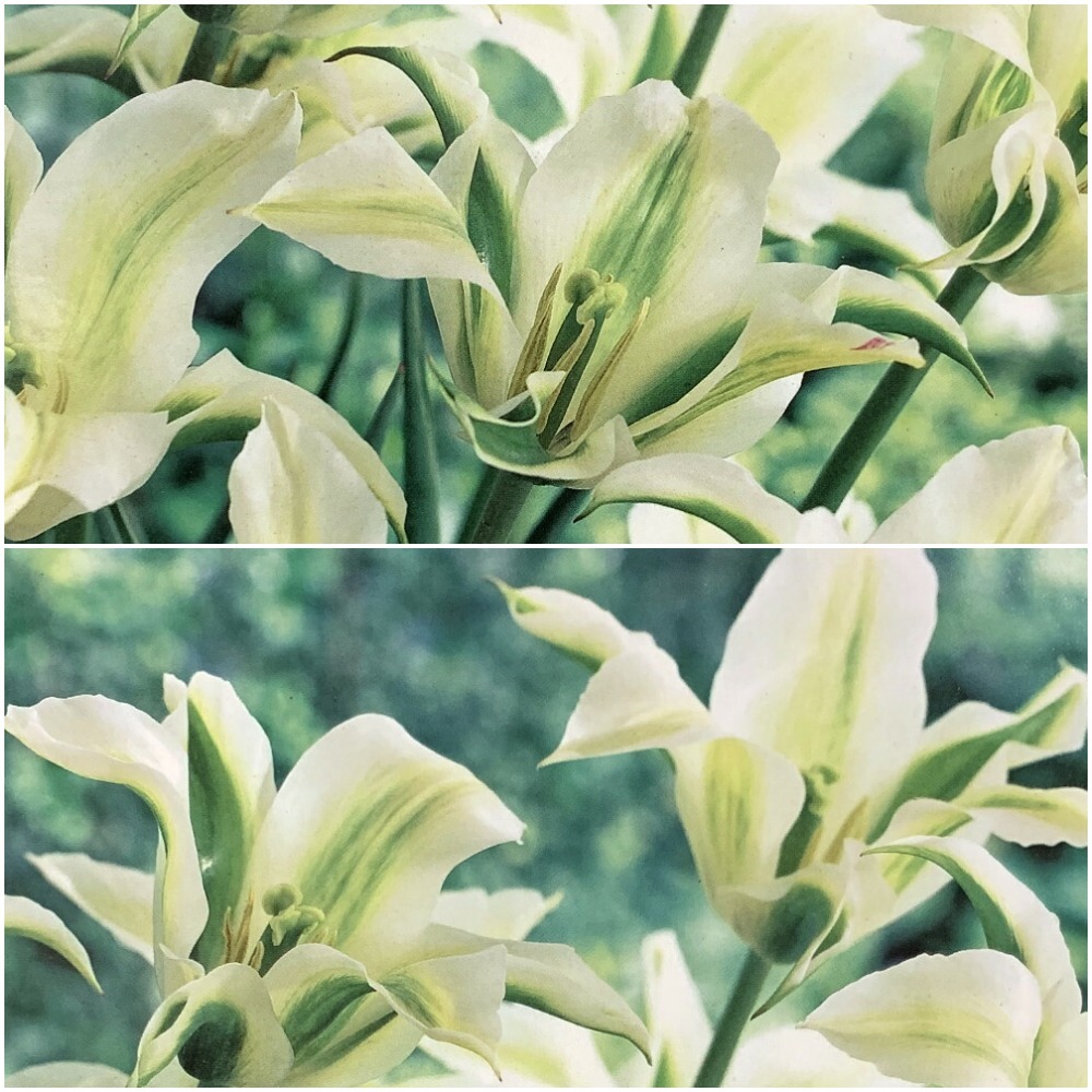 6 Bulbs Greenstar Lily-Flowered Tulip - Refreshing Mint Green - 12/+cm Bulbs