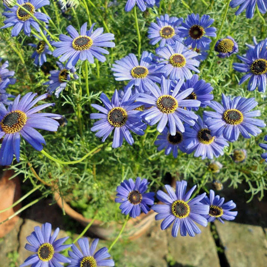 100 Blue Swan River Daisy Flower Seeds Annual &amp; Biennial