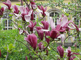 Jane Magnolia 2 1/2" pot shrub/tree image 2