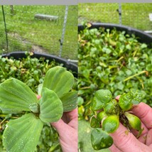 (40) Water Hyacinth & Lettuce Koi Pond Floating Plants Rid Algae Small-medium - $85.50