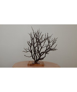 Naturally Dried Decorative Branch, Mounten Cedrus, Cedar, Natural Wood, ... - $260.00