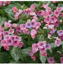 Pulmonaria Lungwort Pretty In Pink Shade 4” Pot Zones 3-8 USA, rare plants - $33.34