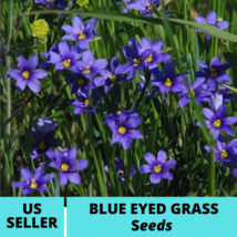50Pcs Blue Eyed Grass Seeds Sisyrinchium bellum Seed Ornamental Grass - $18.75