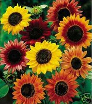 Sunflower- Autumn Beauty Mix- 100 Seeds - $9.86