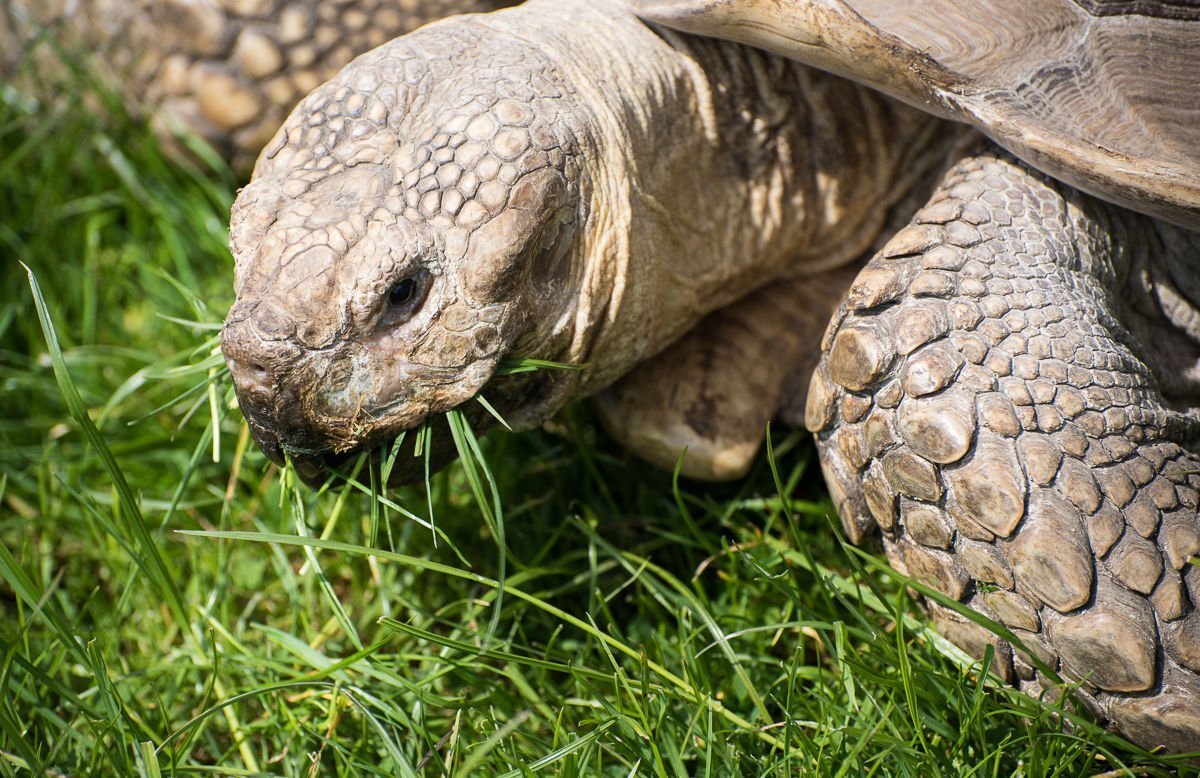 200 African Grasses Tortoise Blend Seeds Sulcata Leopard grass - Annual ...