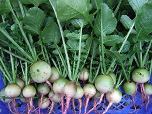 Primary image for COOL BEANS N SPROUTS - Radish Seeds,White Egg Radish, Radish Seeds,1000 Seeds pe