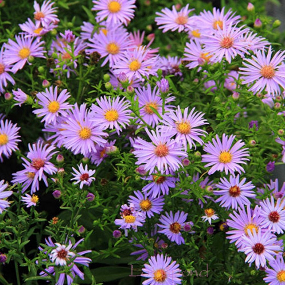 50 Pcs New York Aster Flower Seed, Home Garden easy to plant flower ...