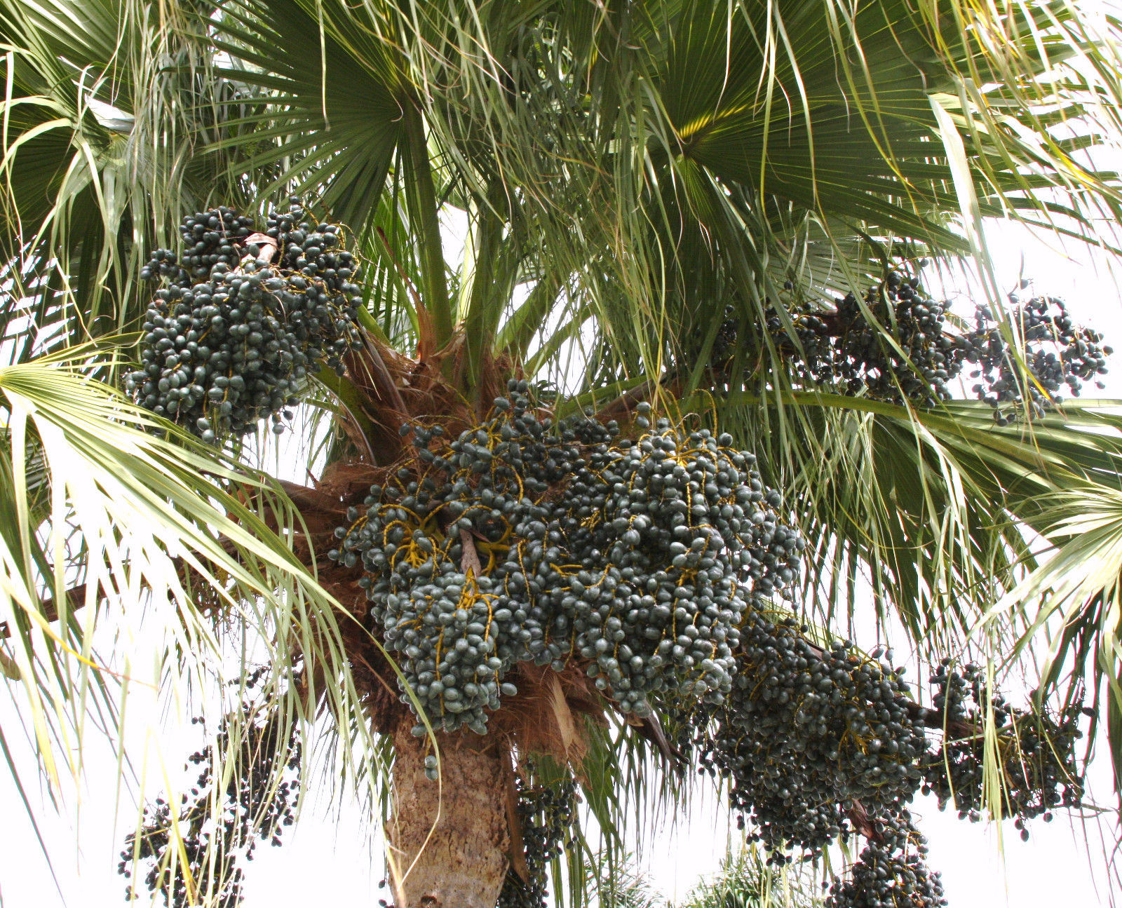 Livistona chinensis J exotic rare chinese fan palm tree palms seed 25