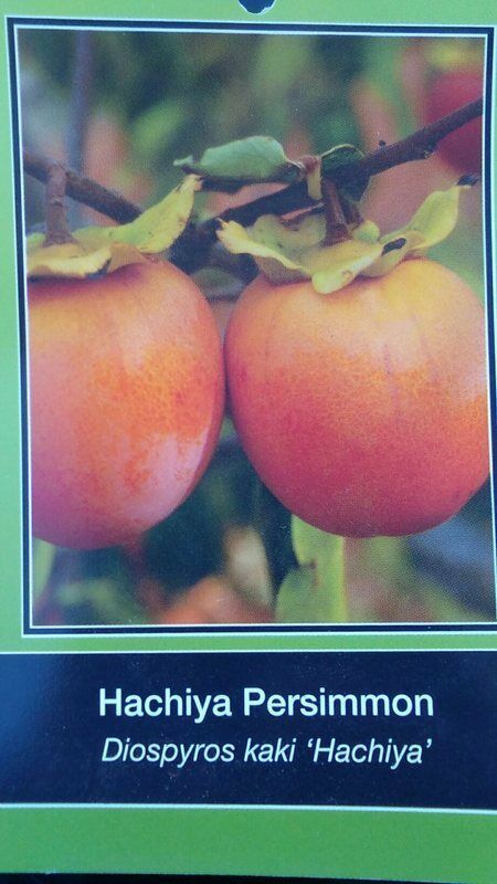 online selling 46 FT Hichiya Persimmon Fruit Tree Plant