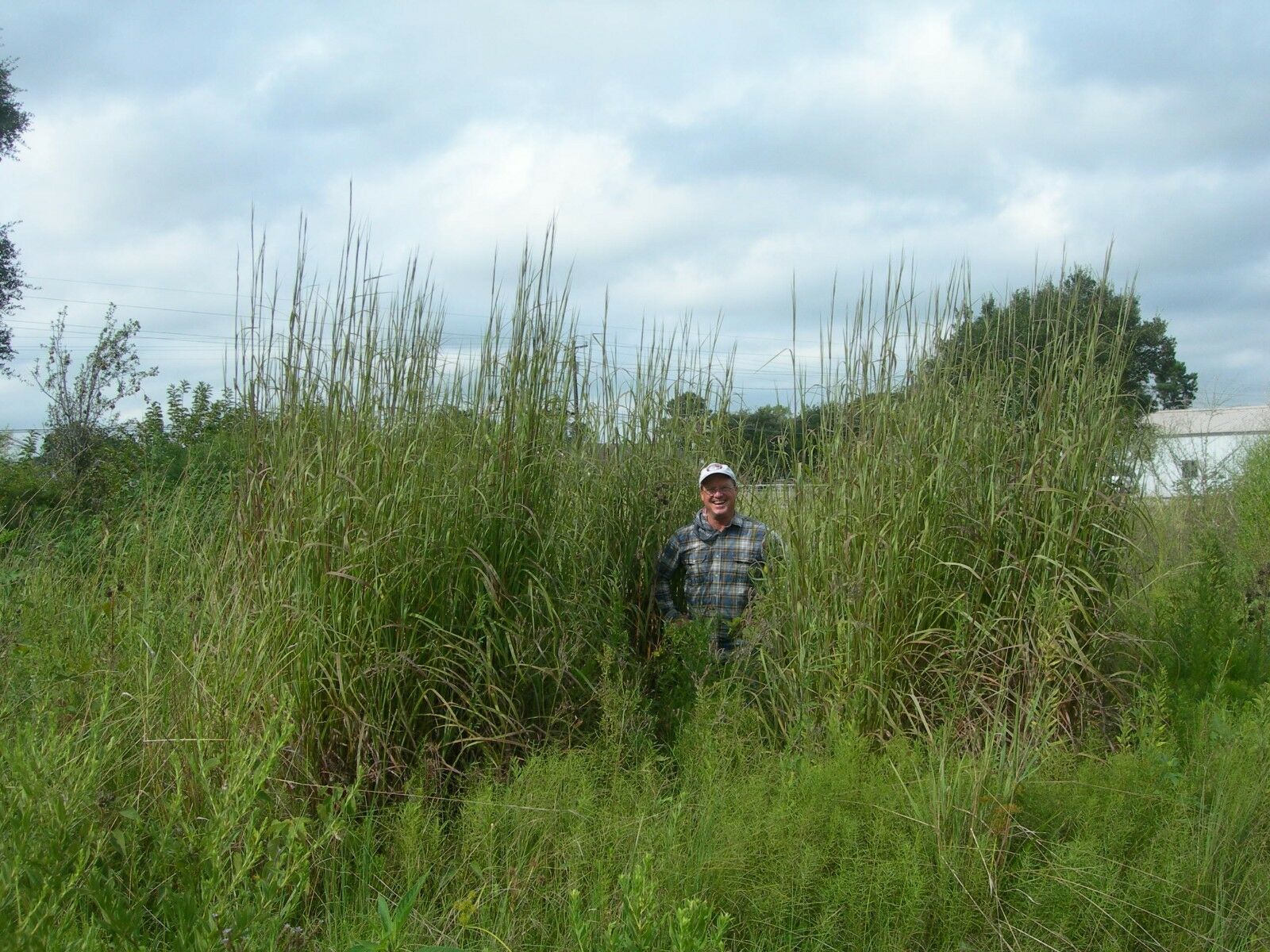 500+BIG BLUESTEM Seeds American Native Prairie Grass Clumping ...