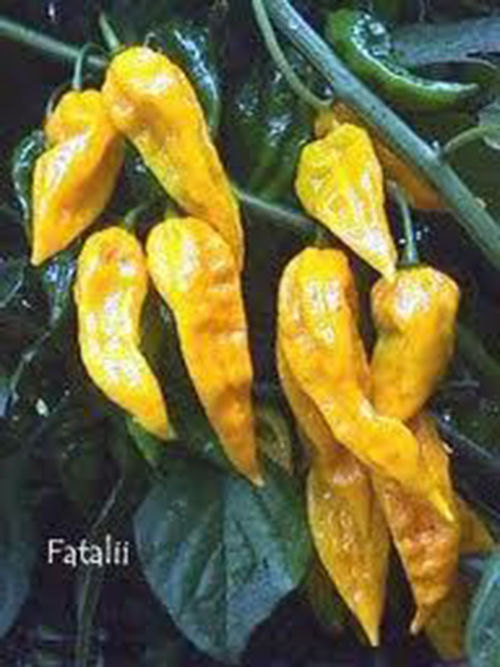 25 Fatalii Pepper Seeds-1133A