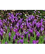 Non-GMO - Certified Organic Spanish Lavender Heirloom Packet - 100 Seeds - $7.99
