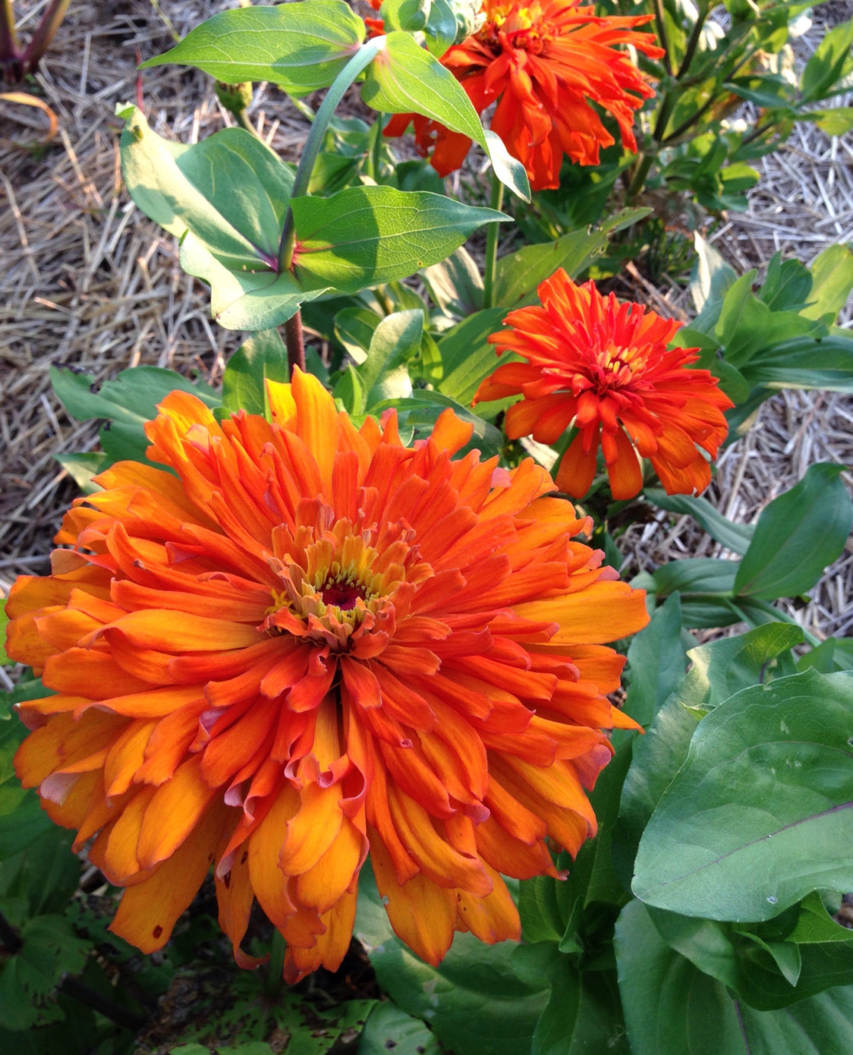 30 Annual Zinnia Inca Orange Flower Seeds 
